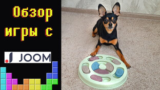 Чем развлечь собаку в домашних условиях?  🐶💥⚽🥏🎈