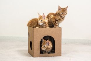 КотоПитомцы🔥Логово Свободных Мейн-Кунов