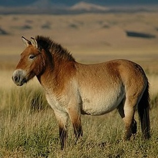 Лошадь Пржевальского: последняя дикая лошадь планеты