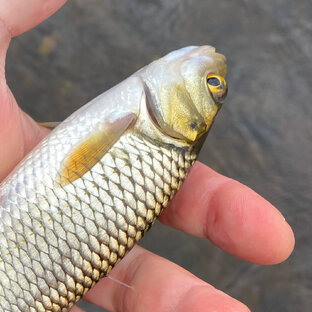 За рыбой не ради рыбы…