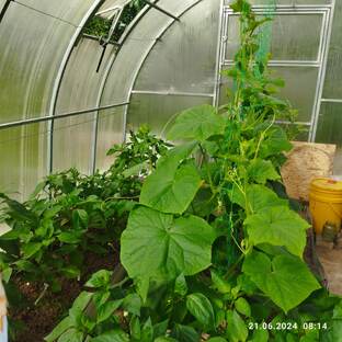 Выращивание перца и огурцов