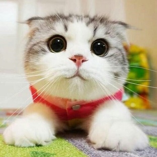 Котики