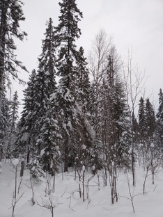 Лес