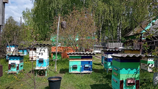 Моя Пасека