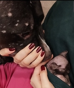 Питбуль и сфинкс = дружная семья