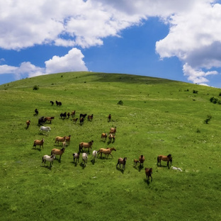 Дикие лошади🐎