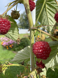 Дача в деревне 2025