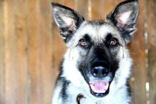 Знакомство с нашими хвостиками собачками!