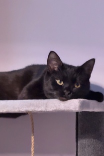 укотовление 