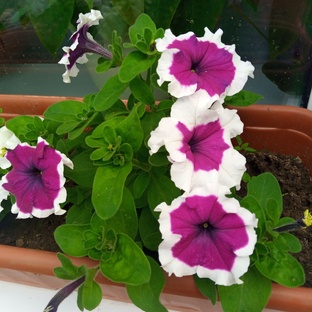 Огородные дела кота Черномырдина