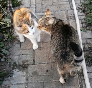 О кошках