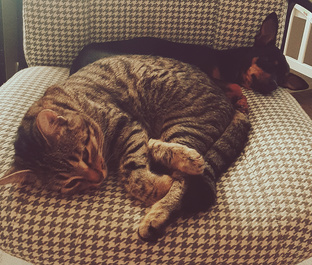 Наши питомцы