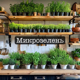 Микрозелень и зелень.