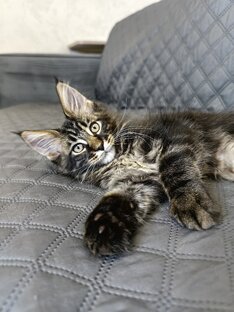 DREAMLAND NARNIA - сободные мейн-кунята питомника.