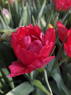 Городские цветы