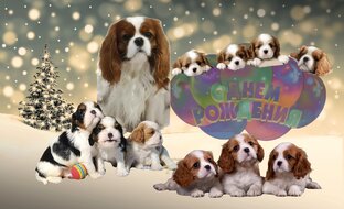 Сэм именинник!