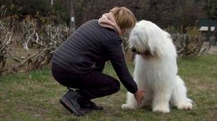 Рассказы о питомцах