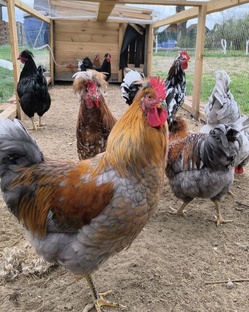 Русская хохлатая.