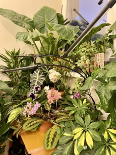 Комнатные цветы 🌺 