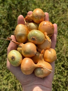 Лук