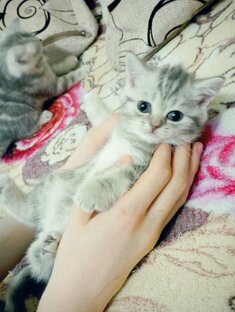 Шотландское счастье 