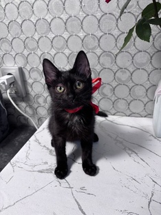 Котенок Люся