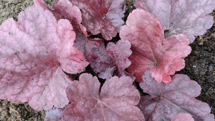 Гейхера, гейхерелла и тиарелла