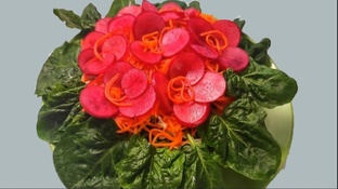 Праздничный стол 