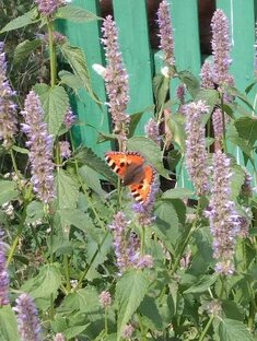 Мой аптекарский садик