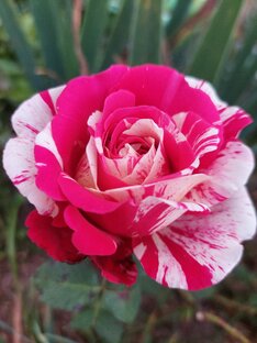 Сад и огород