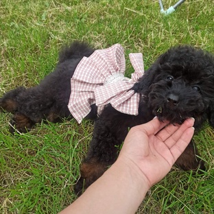 Пудель🐩- наш кудрявый друг
