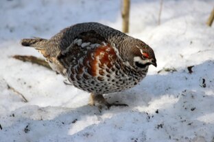 Неожиданные встречи