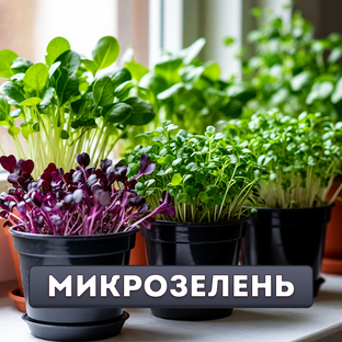 Микрозелень