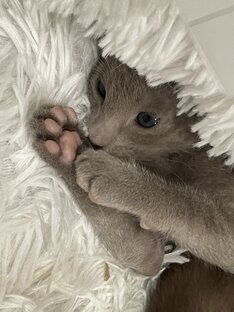 Кошка и котята