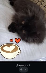Персидские котики в любимцы, ласковые