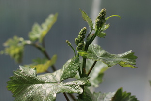 Все о выращивании винограда