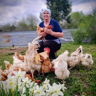 Мои куры