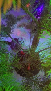 Новогодний котик