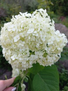 "Подушка. Гортензия" от Panna