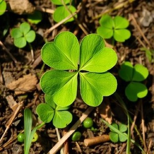 ЗАГАДАЙ ЖЕЛАНИЕ 🍀