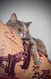 Кошка (моя)  у бабушки 