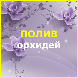 ПРО правильный полив домашних орхидей
