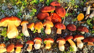 Лучшие боровики. Шедевры боров. Грибы белые боровые