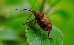 Вредители и болезни