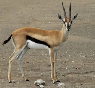 Антилопа: секреты выносливости, бега и выживания в дикой природе