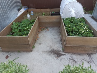 Кабачки. Безрассадный метод выращивания. Как получить  мега-урожай на 1,5 м2