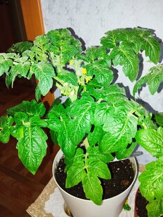 Томаты 🍅 