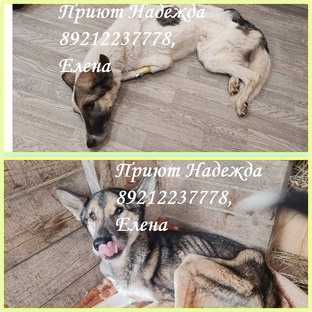 Мариша, Финик и их дочка голодали 10 суток.