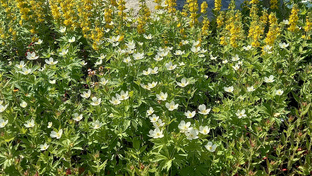 ВИДЕОДОРОЖКА - 24. ДУБЛЬ 17