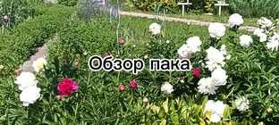 Обзоры паков из аватар ворлд